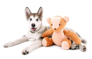 Cute Malamute puppy lying with teddy bear isolated on white