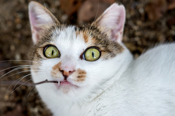 木の枝で遊ぶのらねこ