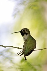Ruby throat hummingbird