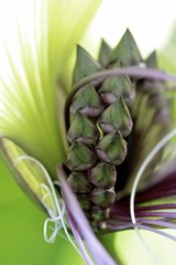 bath flower plant