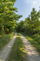 Road In Woods