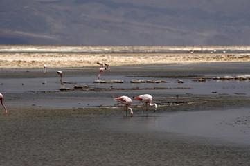 Flamingoes, Laguna Altiplanica, Atacama Desert, Chile