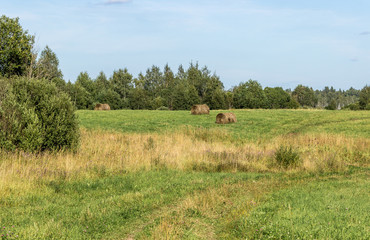 Field with hay rolls