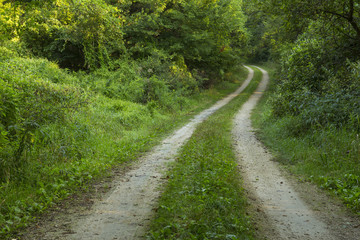 Road In Woods