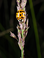 asiatischer Marienkäfer auf Wildgras