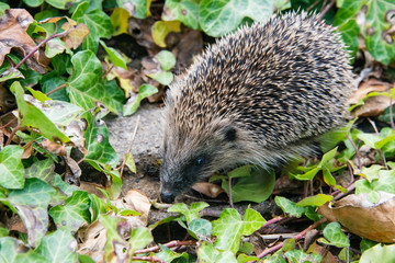 Young hedgehog in garden
