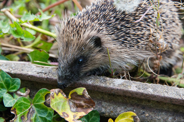 Young hedgehog in garden