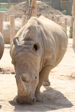 Rhino in a zoo / Budapest Zoo