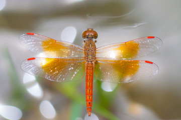 Dragonfly top view