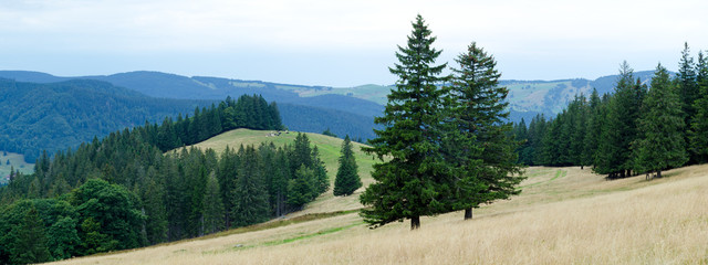 Schwarzwald