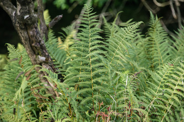 Ferns