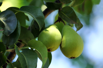 Branch of pear tree close up