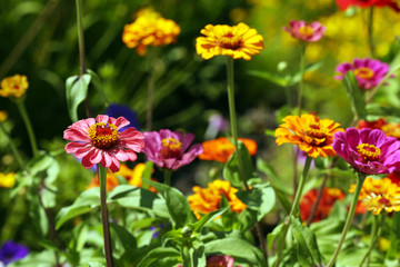 Obraz premium Beautiful flowers bloom in garden