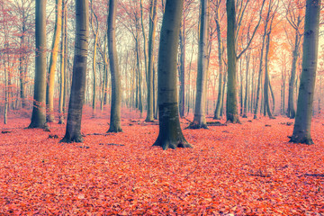 Colorful autumn forest