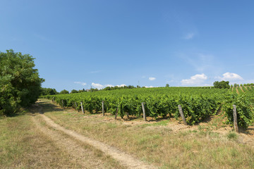 Fototapeta na wymiar Vineyard in summer time, Hungary