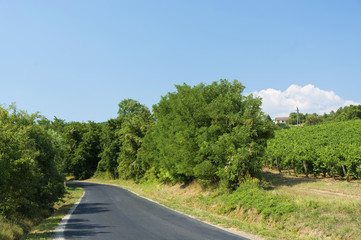 Fototapeta na wymiar Road next to the vineyard in summer time