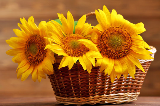 Beautiful bright sunflowers in basket on wooden background