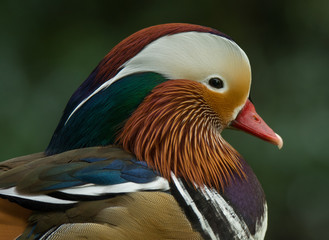 Mandarin Duck