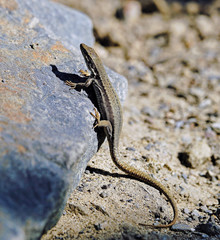 Naklejka premium Mauereidechse