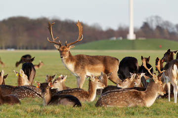 Naklejka premium Stado jeleni w Phoenix Park w Dublinie w Irlandii, jednym z największych parków miejskich otoczonych murami w Europie o powierzchni 1750 akrów