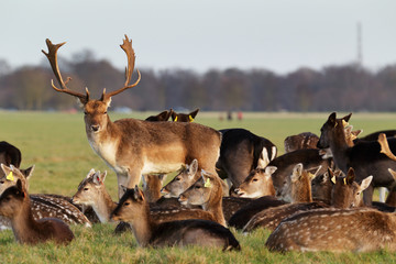 Naklejka premium A herd of deer in the Phoenix Park in Dublin, Ireland, one of the largest walled city parks in Europe of a size of 1750 acres