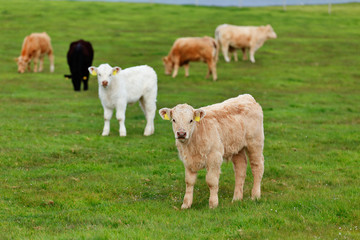 Obraz premium A herd of cows on the meadow lane enjoying the idyllic conditions of the West of Ireland, 