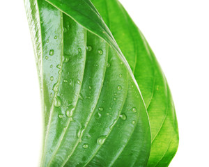 Fototapeta na wymiar Fresh green leaf with drops on white background