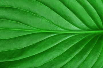 Fresh green leaf, close up