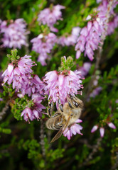 Biene in der Heideblüte