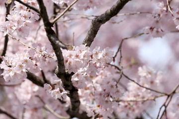 Sakura flower or cherry blossoms.