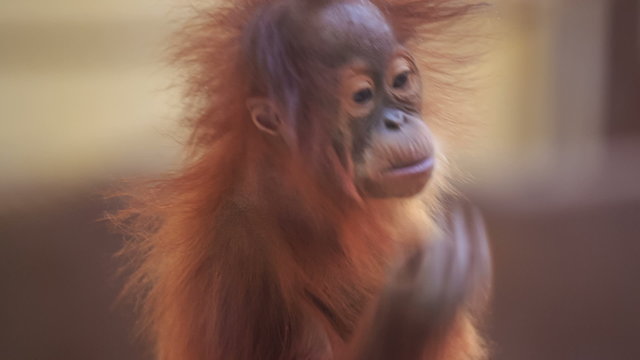 monkey