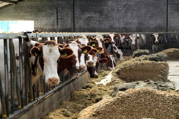 Foto op Canvas Cows are calm animals © Jolanta Mayerberg