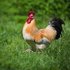 Rooster . Free Range Cock