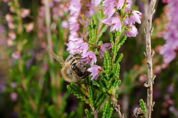 Biene bestäubt Heidekraut