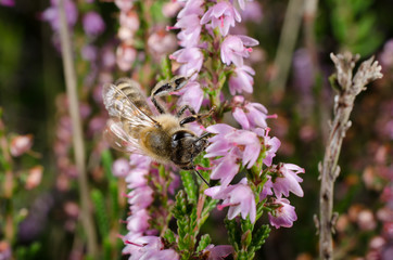 Biene auf Heide (Fokus: Kopf)