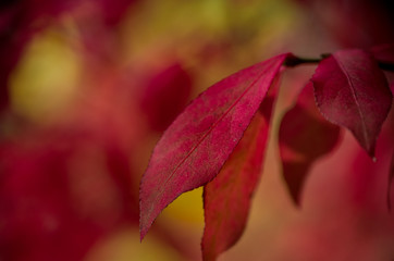 Closeup of Red Leaf