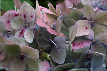 Closeup of Hydrangea Bloom