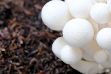 Shimeji mushroom on ground.