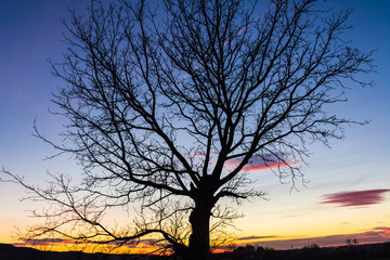Branches of a tree at sunset