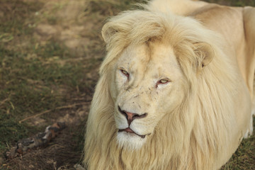 White Lion