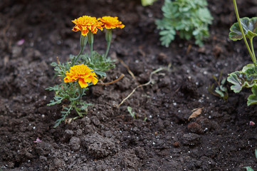 Yellow flower grows in the ground