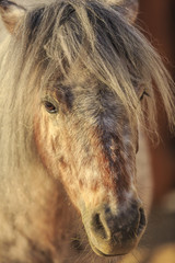 horse portrait