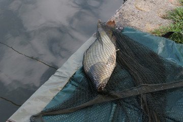 just caught carp in a fishing nets