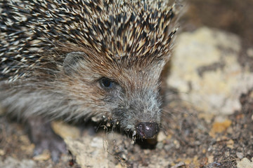 portrait of a hedgehog