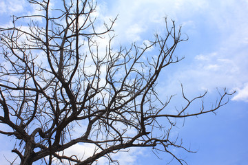 Dead tree on The blue sky