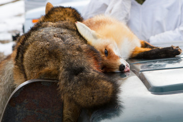 Dead foxes