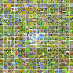 Дикорастущие лекарственные растения растущие на территории Сибири. Коллаж