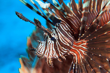 Close-up of a Common Lionfish (Pterois Volitans). Komodo National Park, Flores, Indonesia