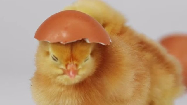 Baby chick stands with an eggshell on its head