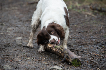 Springer spaniel chewing stick in woodland